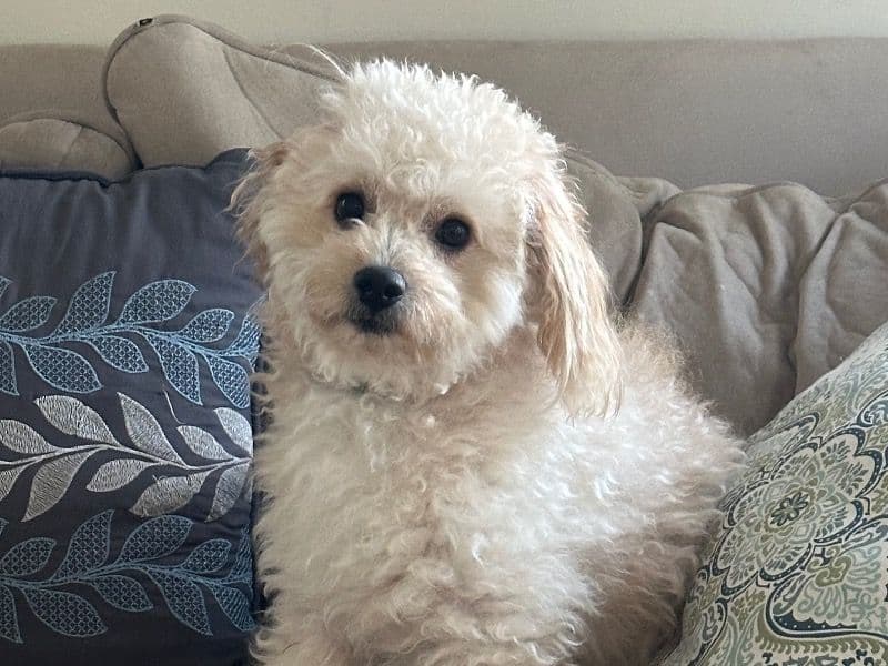 Stewie primary photo