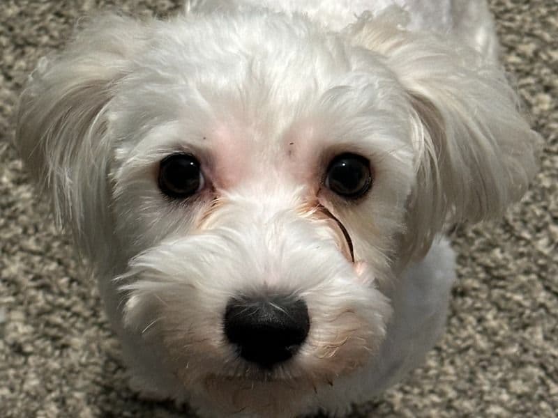 Coco primary photo