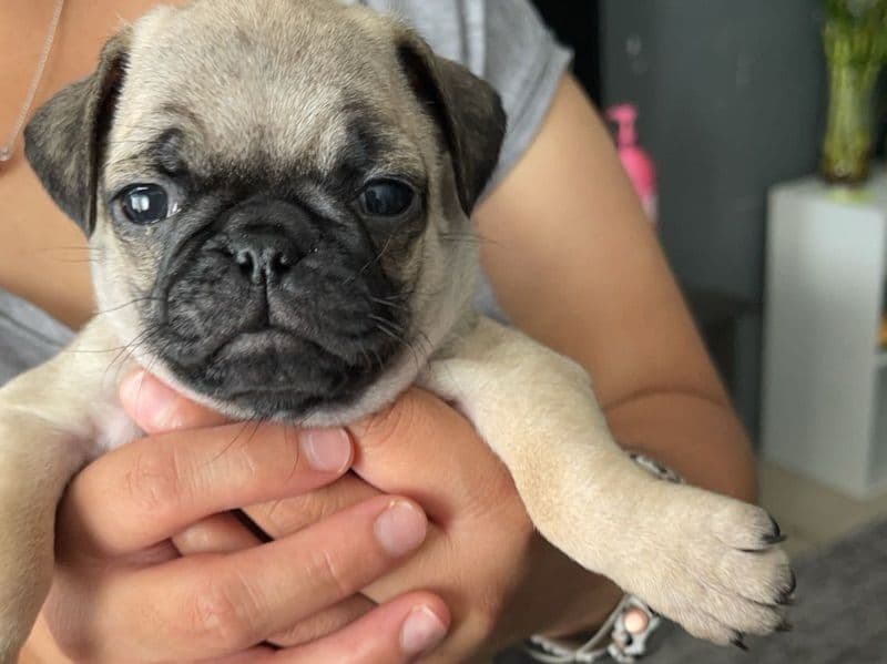Rosie primary photo