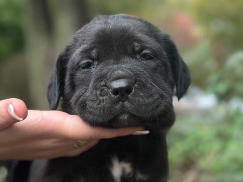 Cane Corso 2 months old male large named Cane Corso Puppies for sale in Madison County, Illinois | Petmeetly