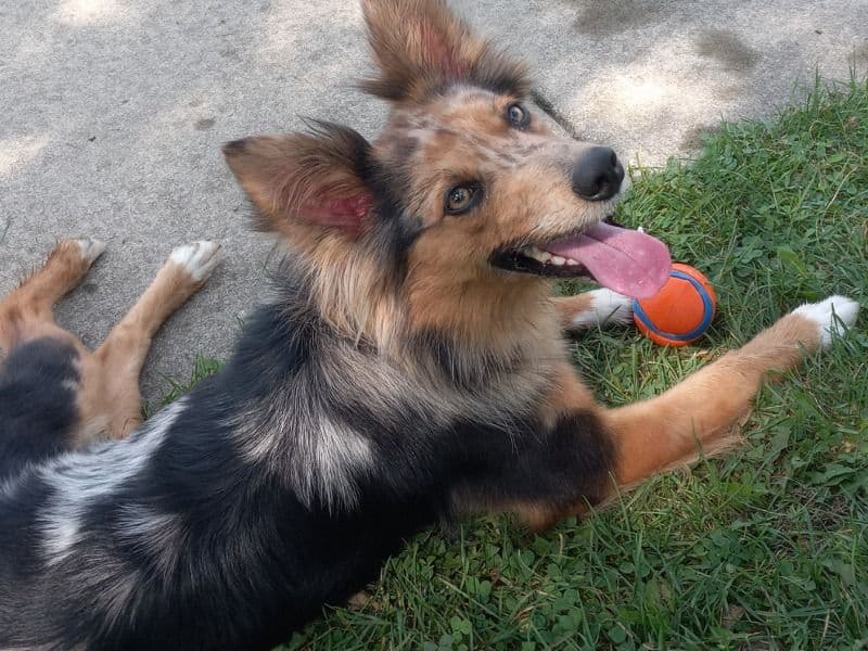 Roxxie primary photo