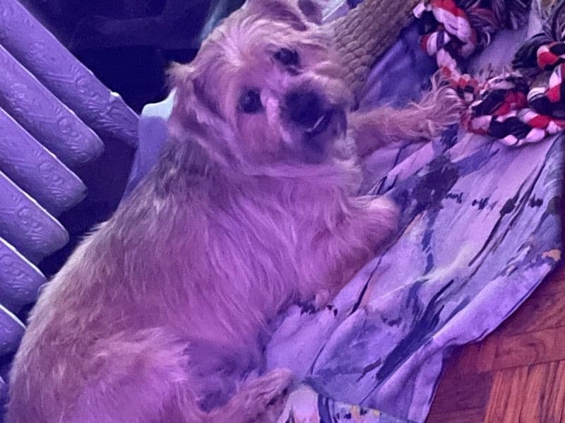 Teddy primary photo