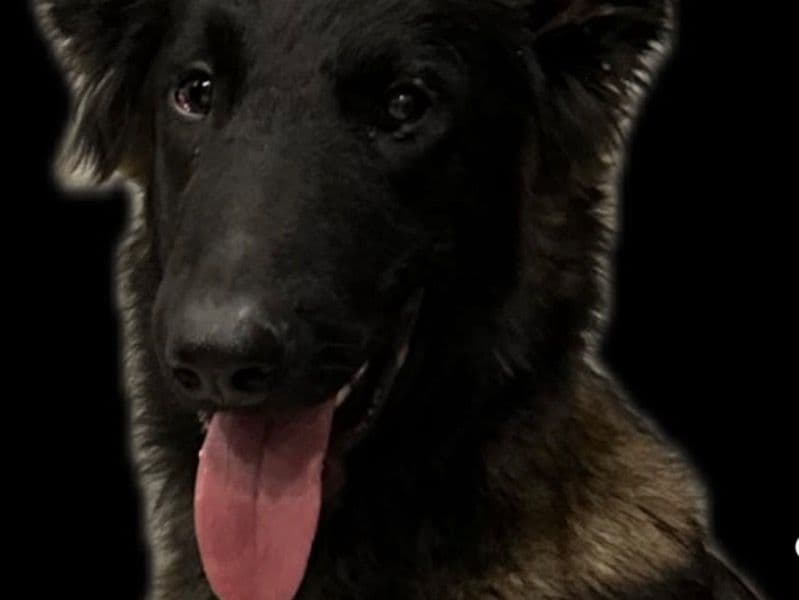 German Shepherd 11 months old male medium named Bruno for sale in Philadelphia County, Pennsylvania | Petmeetly