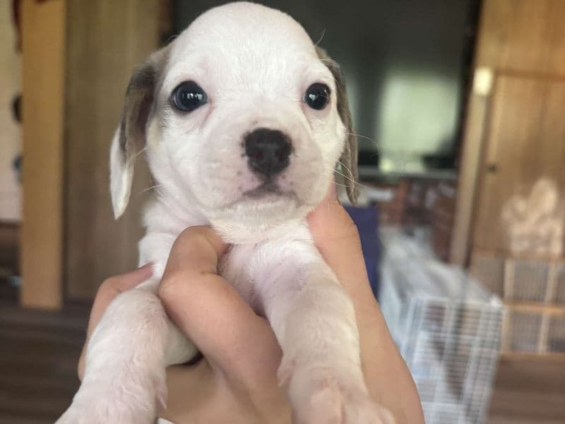 Maltese 6 months old female small named Bean for sale in King William County, Virginia | Petmeetly