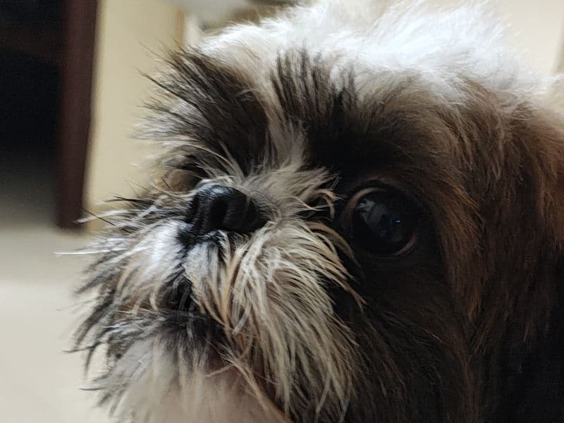 Leo primary photo