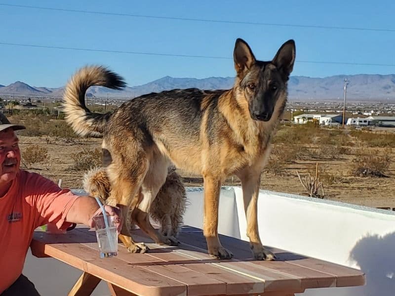 Sofee  - Sable German Shepherd success story