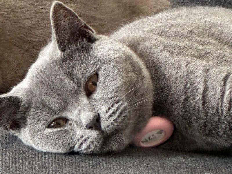 Nala primary photo