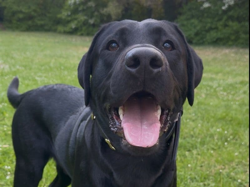 Mylo primary photo