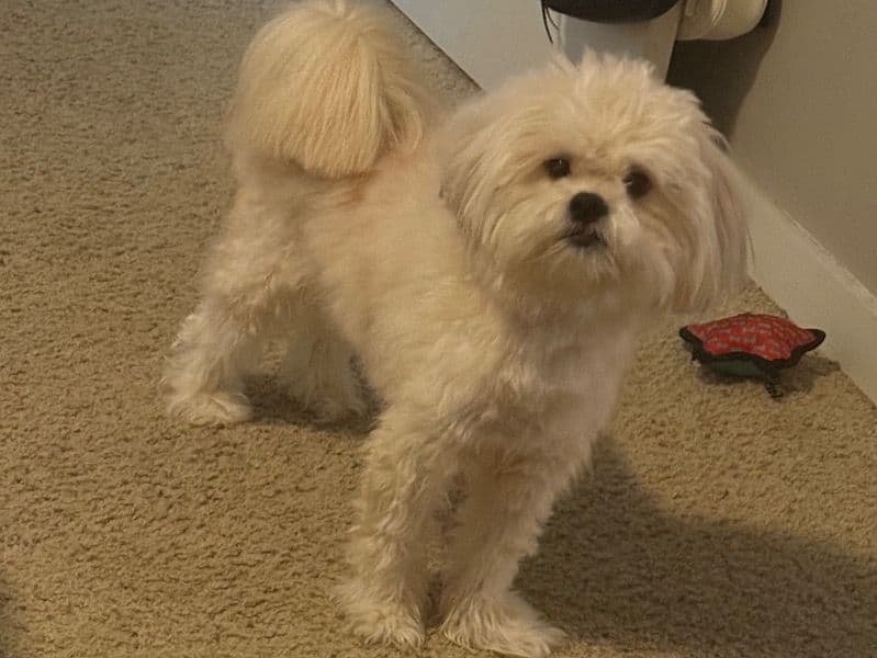 Maltese 2 years 5 months old male medium named Kash for sale in Fulton County, Georgia | Petmeetly