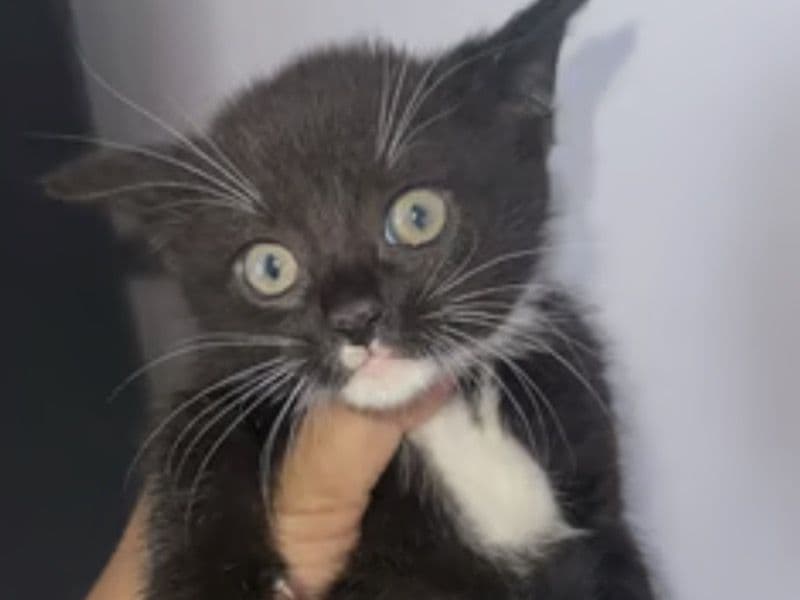 British Shorthair 6 months old male named Milo for sale in Greater Manchester, England | Petmeetly