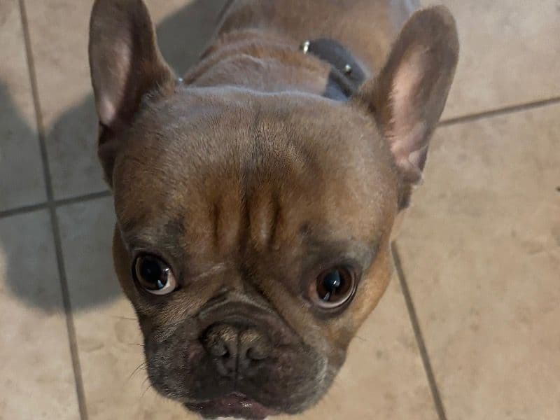 Nacho primary photo