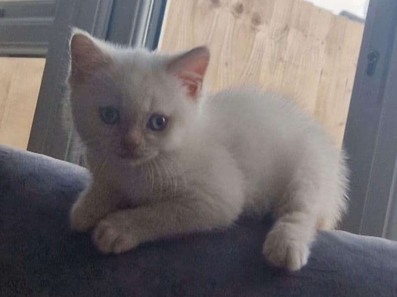British Short Hair Kitten primary photo
