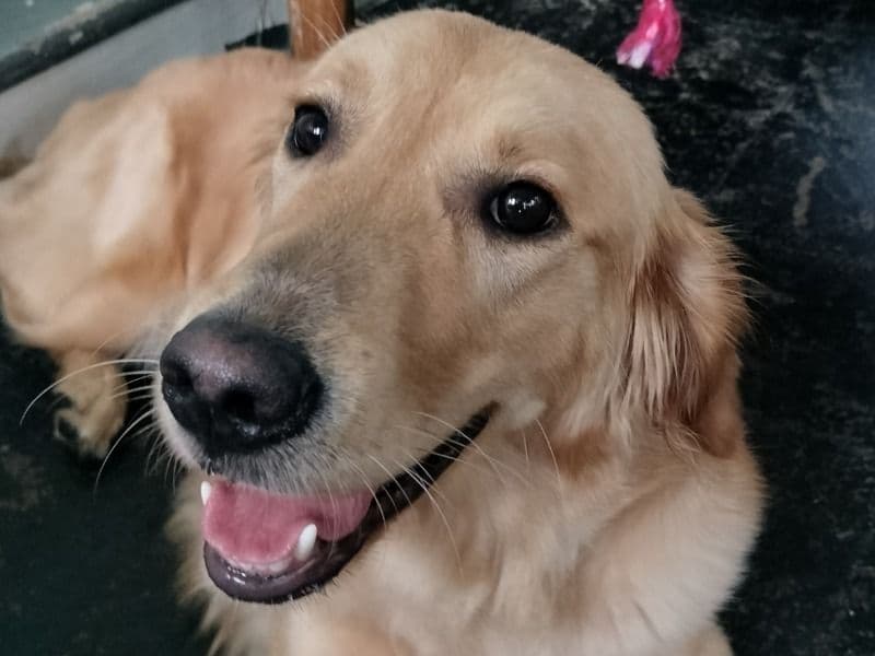 Remi primary photo