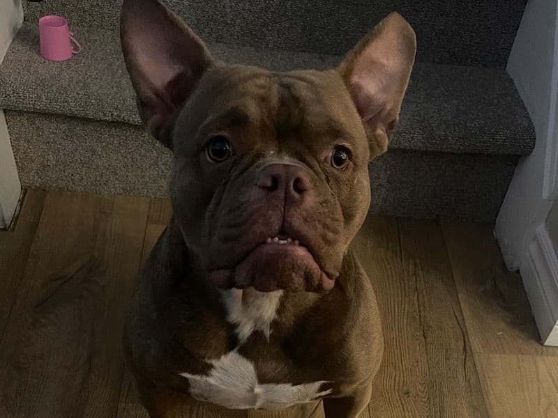 Twix primary photo