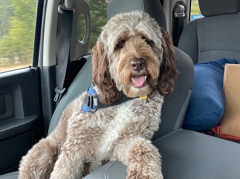 Poodle 2 years 2 months old female medium named Kyra for adoption in Douglas County, Oregon | Petmeetly