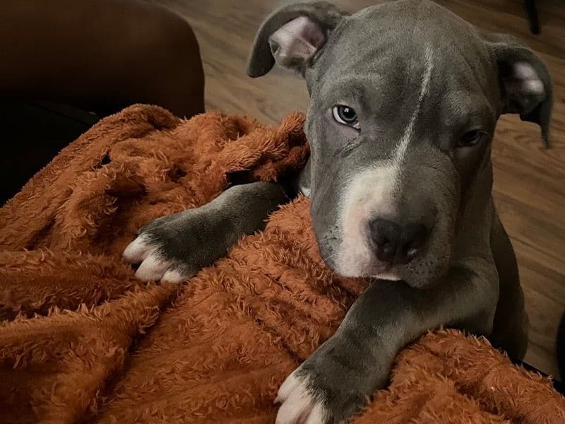 Enzo primary photo