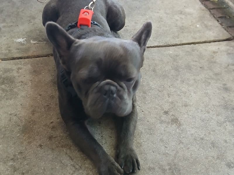 Winston primary photo