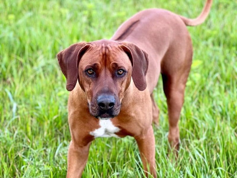 Spike primary photo
