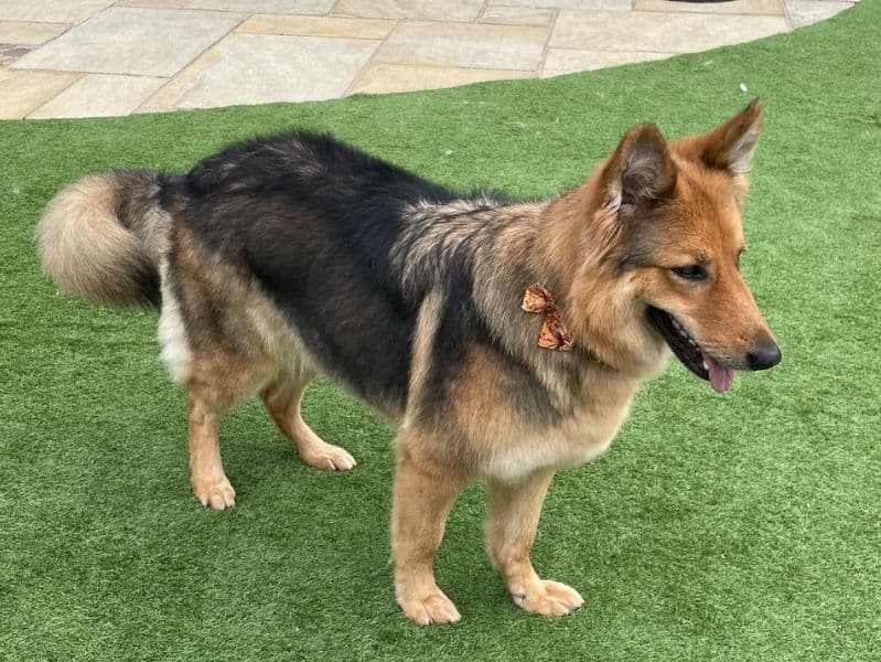 German Shepherd 6 years 5 months old female medium named Roxie for breeding in Warwickshire, England | Petmeetly