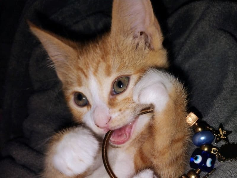 Tabby 5 months old male named Garfield for sale in Genesee County, Michigan | Petmeetly