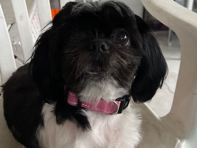 Mia primary photo