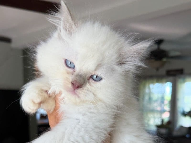 Ragdoll 8 months old male named Stunning Male Lilac Ragdoll Kitty!! for sale in Mecklenburg County, North Carolina | Petmeetly