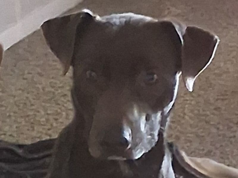 American Staffordshire Terrier 1 year 2 months old male medium named Chili for adoption in Tulsa County, Oklahoma | Petmeetly