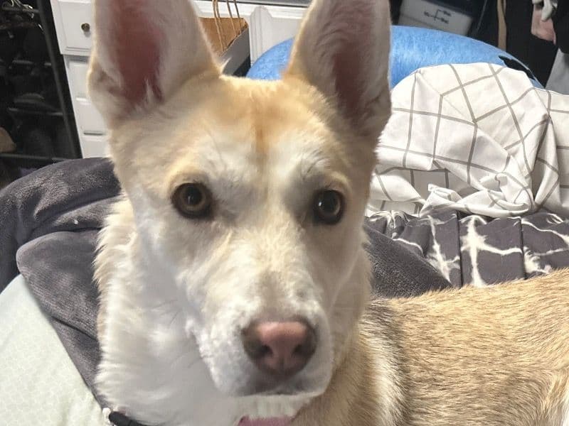 German Shepherd Husky 2 years 4 months old female medium named Mama for adoption in Washoe County, Nevada | Petmeetly