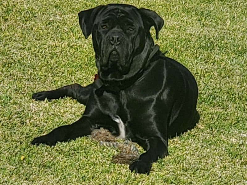 Duke primary photo