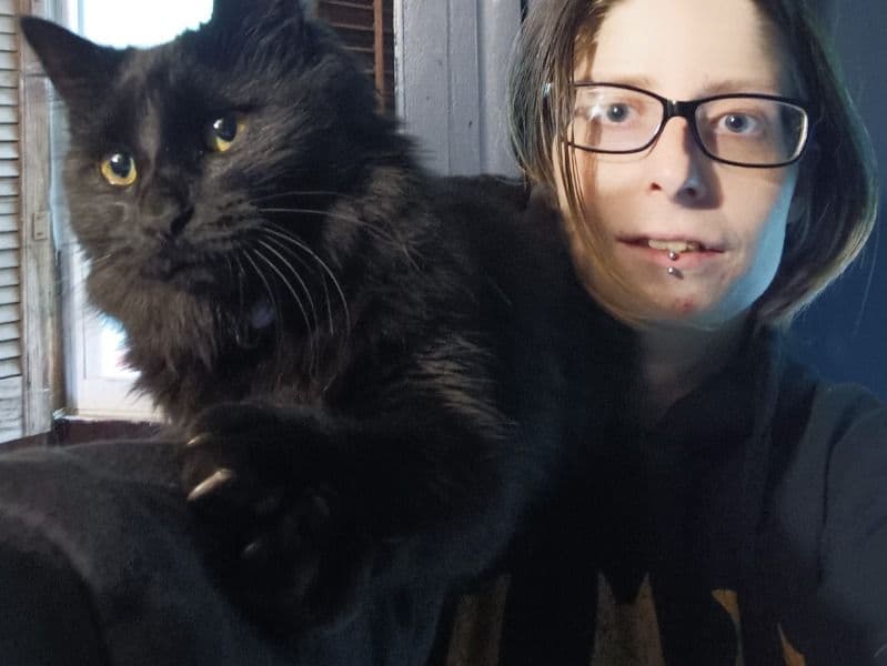 Maine Coon 2 years 8 months old female named Raven for sale in Macomb County, Michigan | Petmeetly