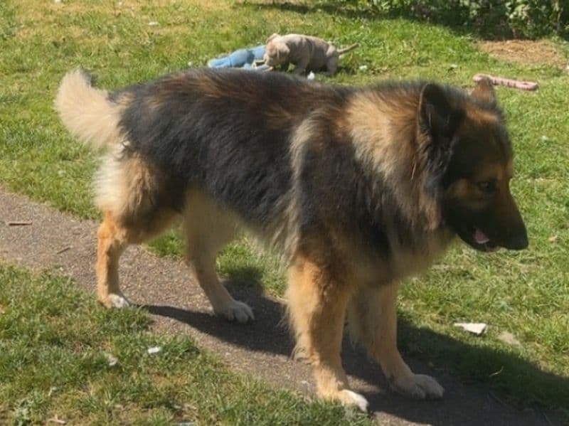 Suki primary photo
