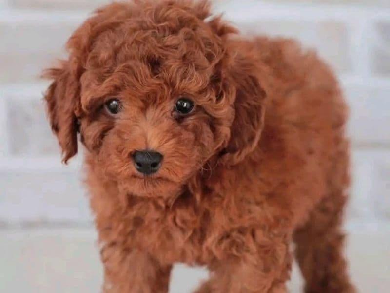 Poodle 2 months old female small named Lucy for sale | Petmeetly