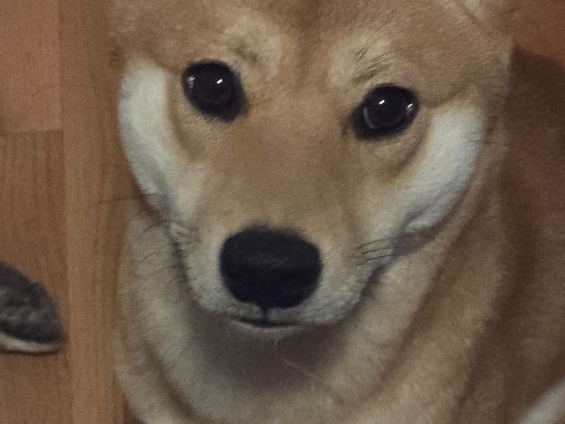 Yoshi primary photo