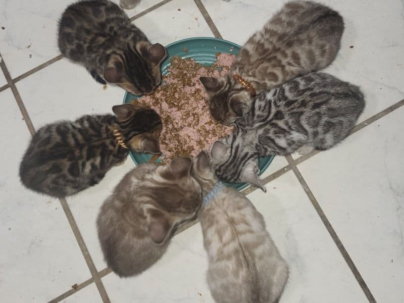 Bengal 3 months old female named Litter for sale in Leon County, Florida | Petmeetly