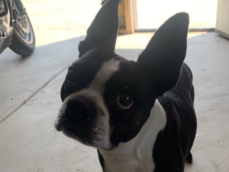 Chompy primary photo