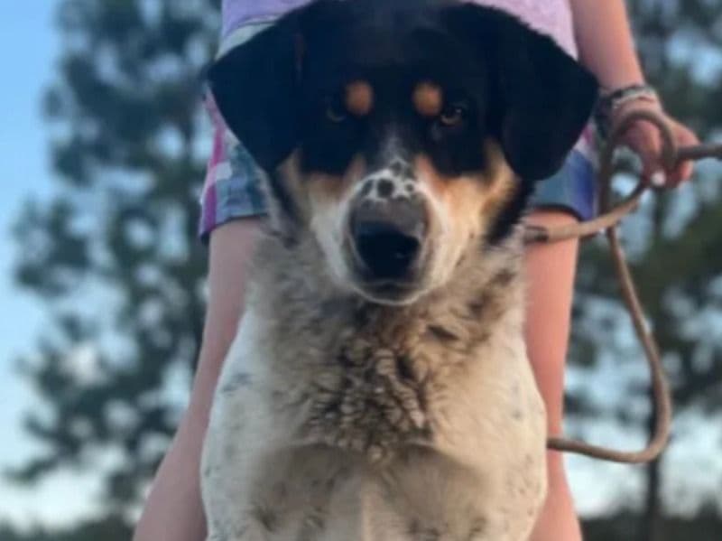 Great Pyrenees 3 years 4 months old male large named Dean for adoption in Okanogan County, Washington | Petmeetly