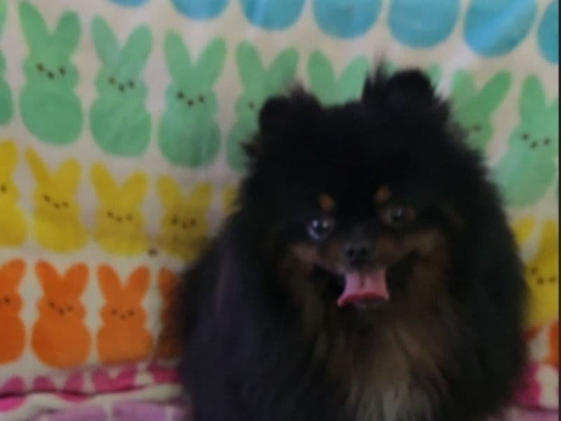 Beau Bear primary photo