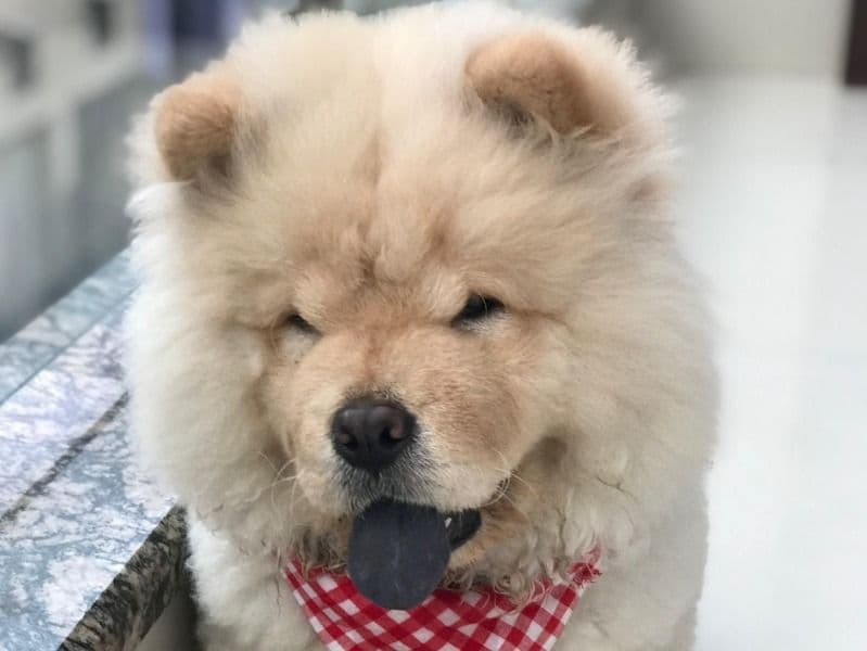 Simba primary photo