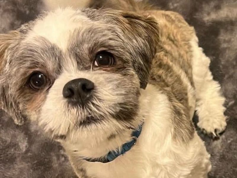 Shih Tzu 1 year 7 months old male small named Jimbo for sale in Hamilton, Ontario | Petmeetly