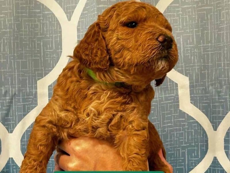 Goldendoodle 2 months old male small named Green for sale in Los Angeles County, California | Petmeetly