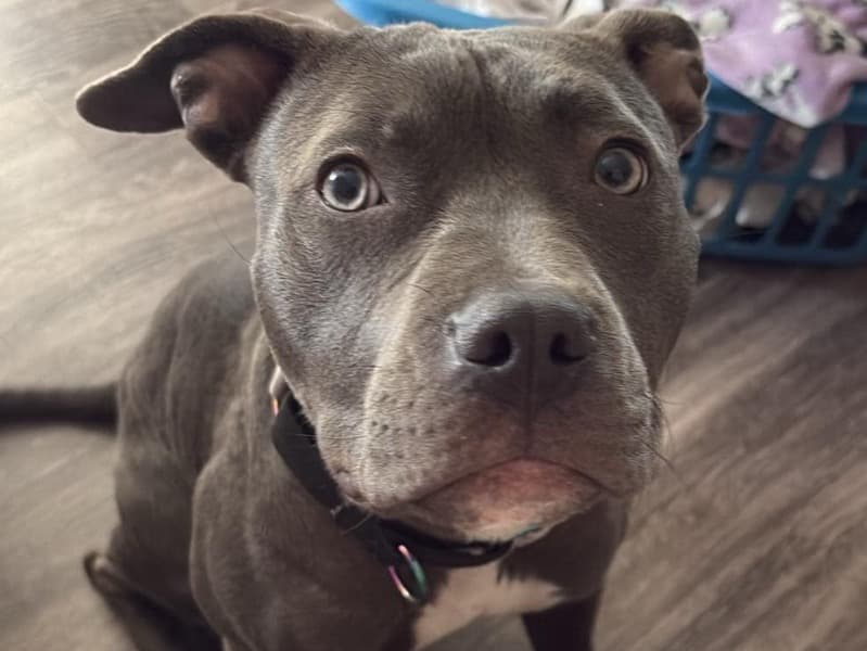 Nala primary photo