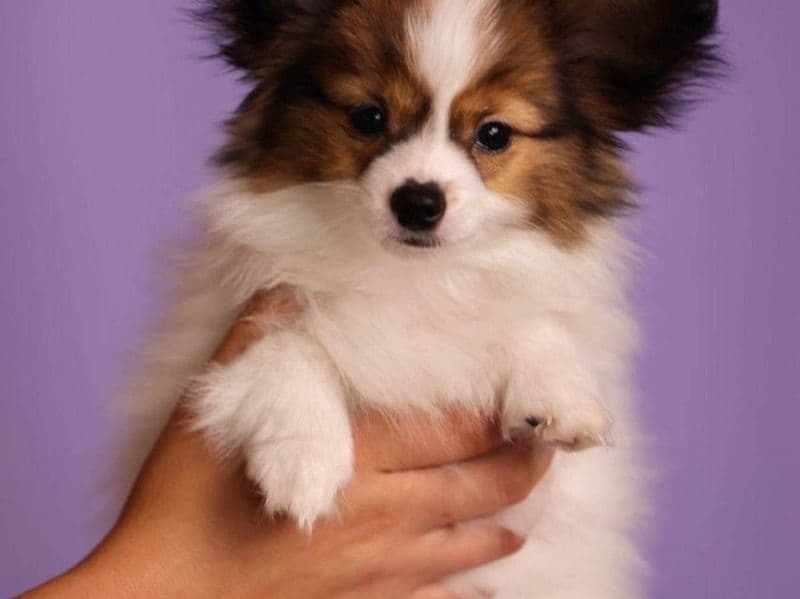 Milo primary photo