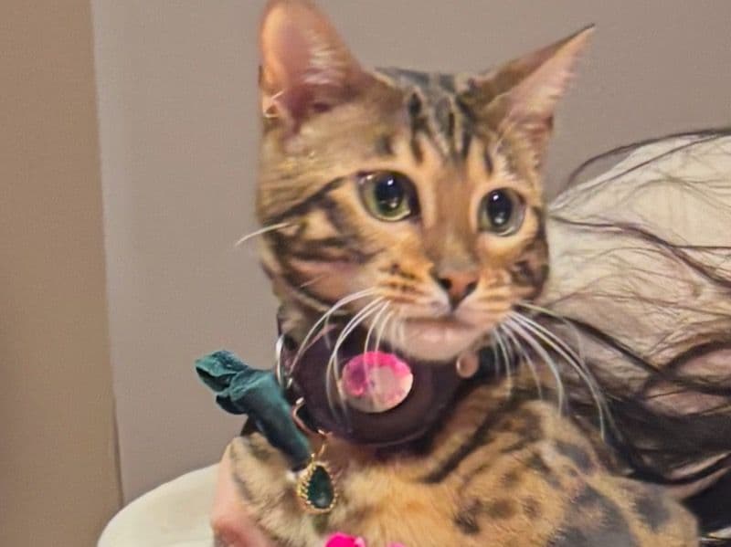 Matilda  - Bengal success story