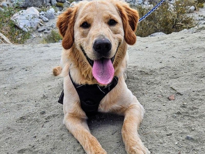 Golden Retriever 2 years 4 months old male large named Clayton for breeding in Riverside County, California | Petmeetly