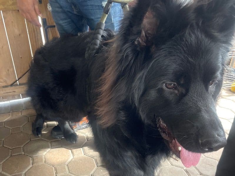 Black German Shepherd 1 year 4 months old male extra large named Simba for breeding in Camden County, New Jersey | Petmeetly