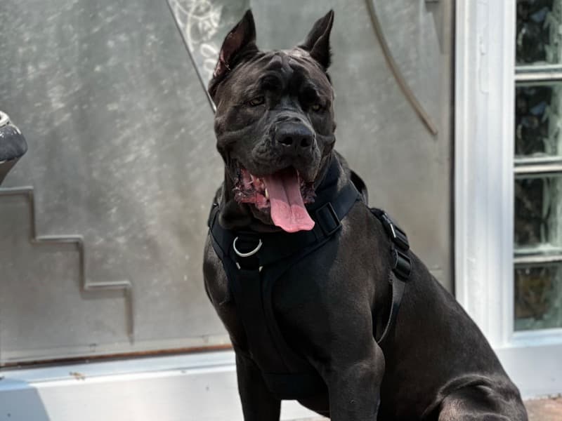 Cane Corso 5 years 3 months old male large named Luka for breeding in Cook County, Illinois | Petmeetly
