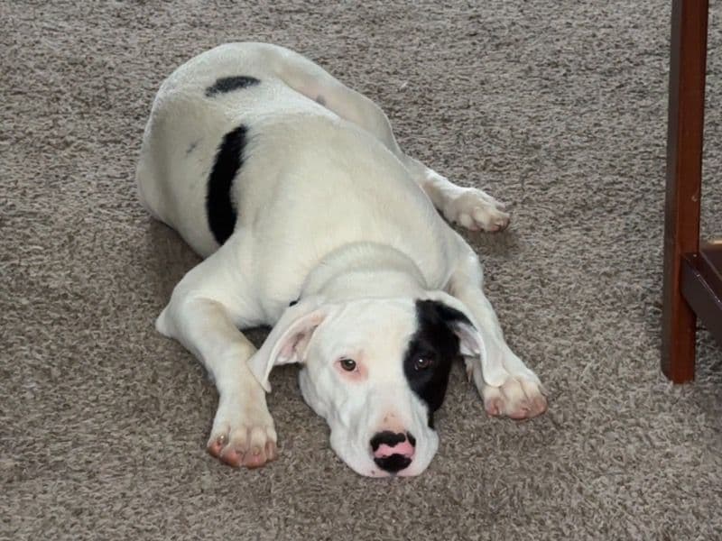 Great Dane 6 months old male large named Dash for adoption in Greene County, Missouri | Petmeetly