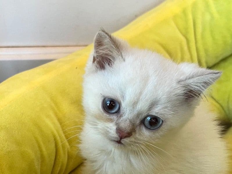 British Shorthair 7 months old male named British Short Hair Kittens 🐱 (m/f) for sale in Queens County, New York | Petmeetly