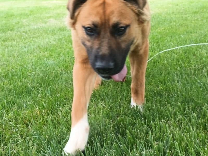 German Shepherd 3 years 2 months old female extra large named Bara for breeding in Montgomery County, Ohio | Petmeetly