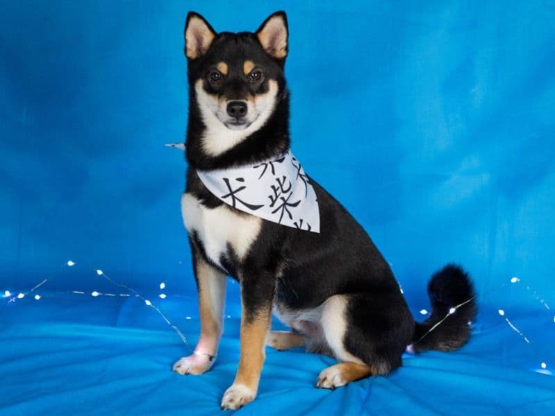 Kuro primary photo